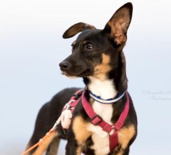 GOPI - spätere Adoption möglich 🙏