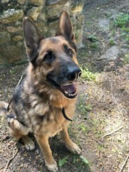 Muchtar, Schäferhund mit Ausbildung