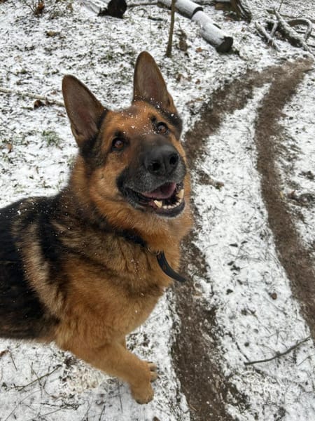 Muchtar, Schäferhund mit Ausbildung