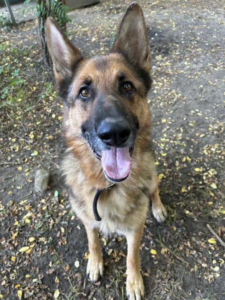Muchtar, Schäferhund mit Ausbildung