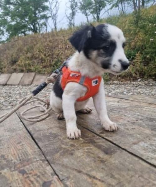 kleine Leni sucht ihre Menschen 🥰