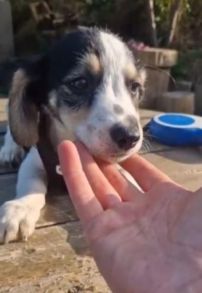 kleine Leni sucht ihre Menschen 🥰