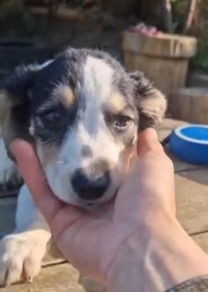 kleine Leni sucht ihre Menschen 🥰