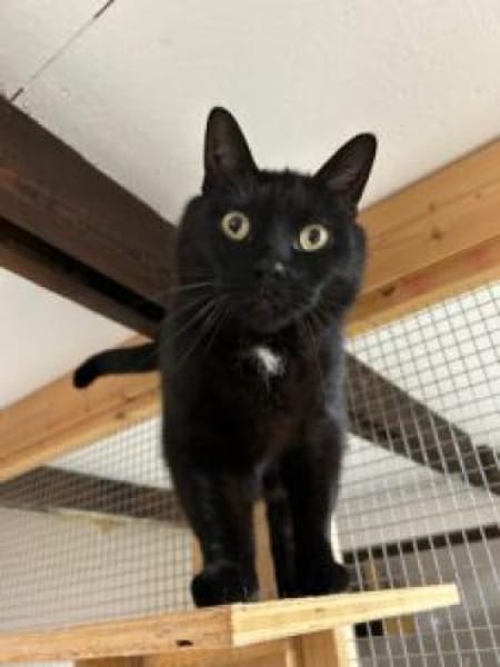 Schwarzer Kater -Kleiner Donner-