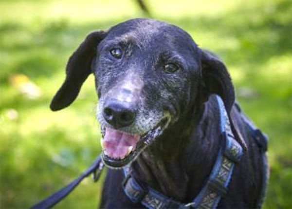 Naomi - eine zarte Hunde-Oma