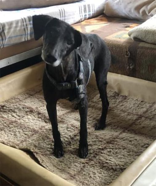 Naomi - eine zarte Hunde-Oma