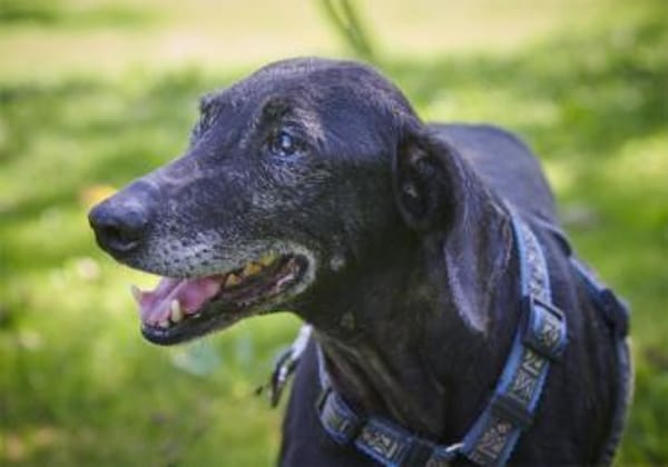 Naomi - eine zarte Hunde-Oma