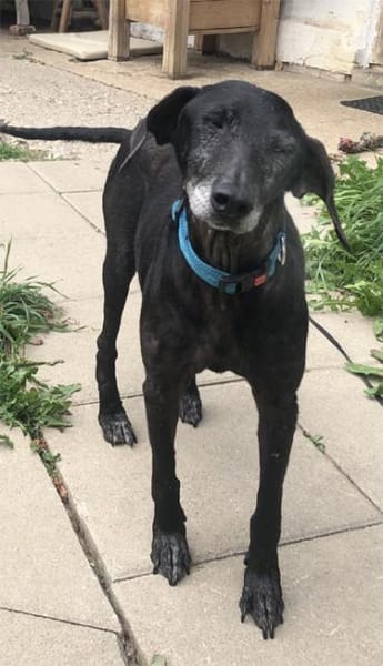Naomi - eine zarte Hunde-Oma