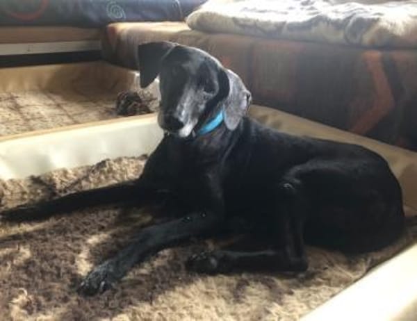 Naomi - eine zarte Hunde-Oma