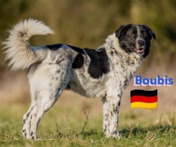 Boubis Notfall -  Wachsamer Begleiter