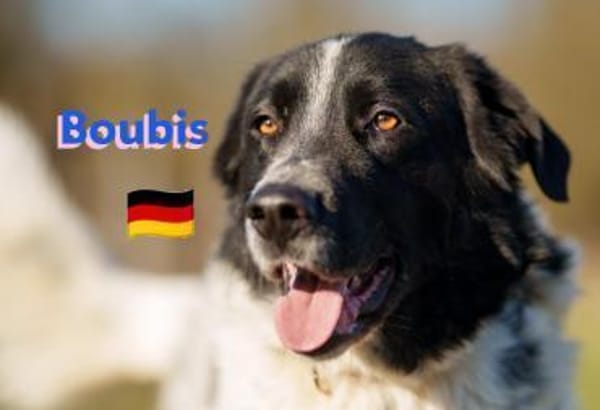 Boubis Notfall -  Wachsamer Begleiter