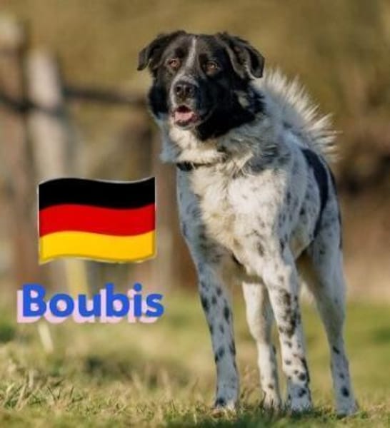 Boubis Notfall -  Wachsamer Begleiter