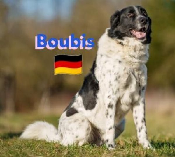 Boubis Notfall -  Wachsamer Begleiter