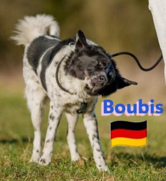 Boubis Notfall -  Wachsamer Begleiter