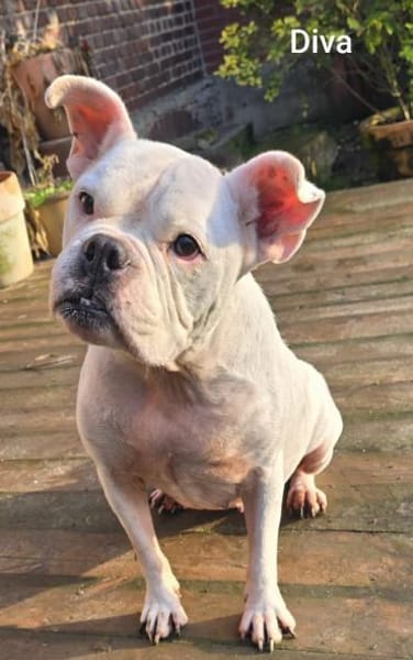 Prinzessin Diva sucht tierfreie Zone