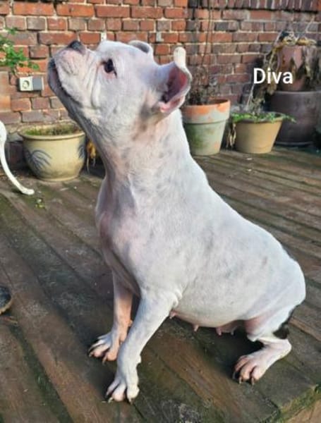 Prinzessin Diva sucht tierfreie Zone