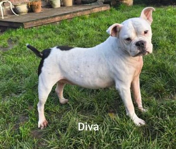 Prinzessin Diva sucht tierfreie Zone