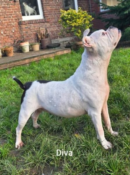 Prinzessin Diva sucht tierfreie Zone