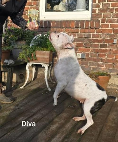 Prinzessin Diva sucht tierfreie Zone