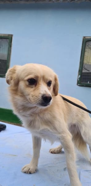 Nacho, liebenswertes Zwerglein sucht