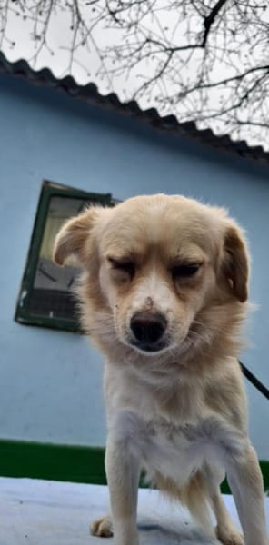 Nacho, liebenswertes Zwerglein sucht