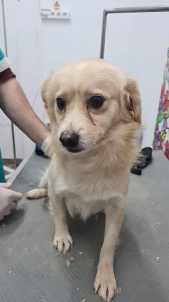 Nacho, liebenswertes Zwerglein sucht