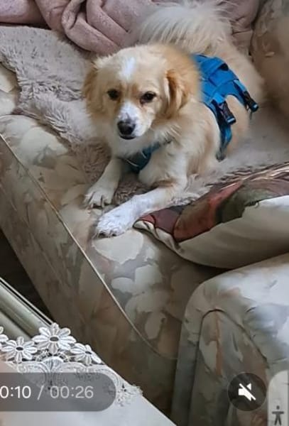 Nacho, liebenswertes Zwerglein sucht