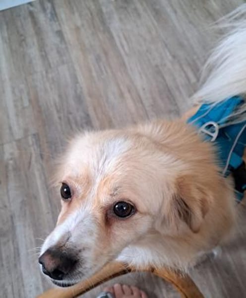Nacho, liebenswertes Zwerglein sucht