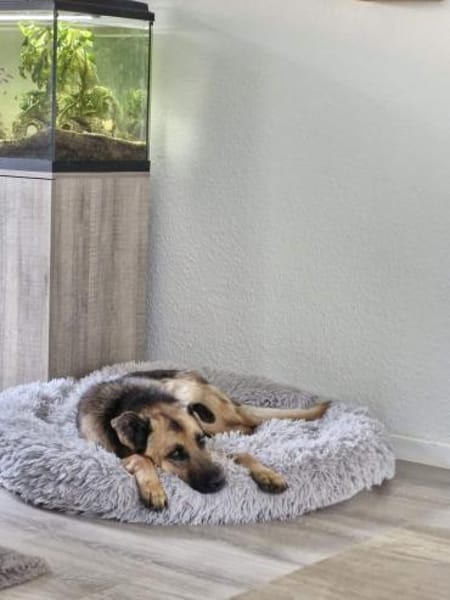 Lieber LORCC sucht liebes Zuhause