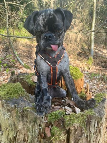 Mops-Rüde Fritz