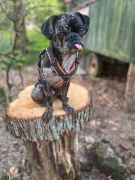 Mops-Rüde Fritz
