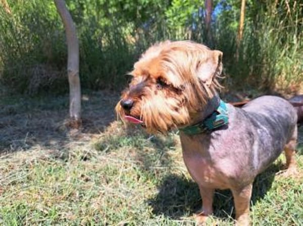 Yoyo, treuer Yorkshireterriermix ca. 5 J