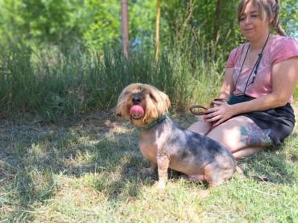 Yoyo, treuer Yorkshireterriermix ca. 5 J