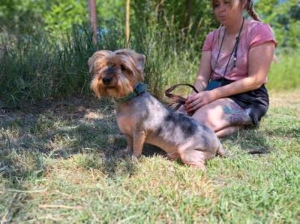 Yoyo, treuer Yorkshireterriermix ca. 5 J