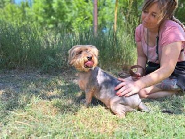 Yoyo, treuer Yorkshireterriermix ca. 5 J
