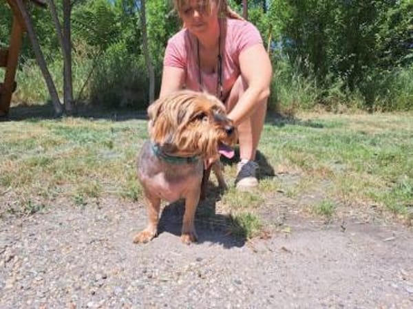 Yoyo, treuer Yorkshireterriermix ca. 5 J