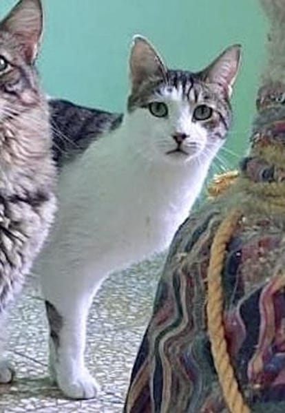 Rocky, stattlicher Schmusekater, ca. 4 J