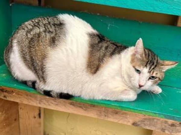 Rocky, stattlicher Schmusekater, ca. 4 J