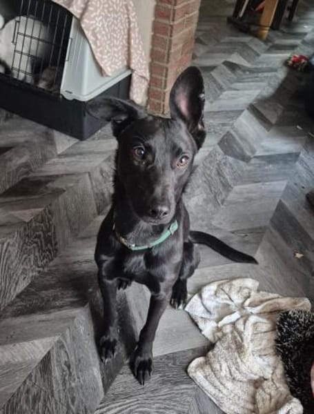 Verspielter Samu