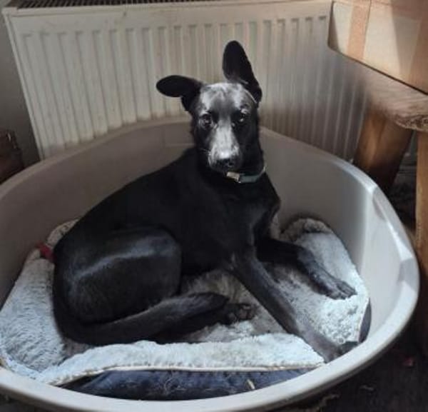 Verspielter Samu