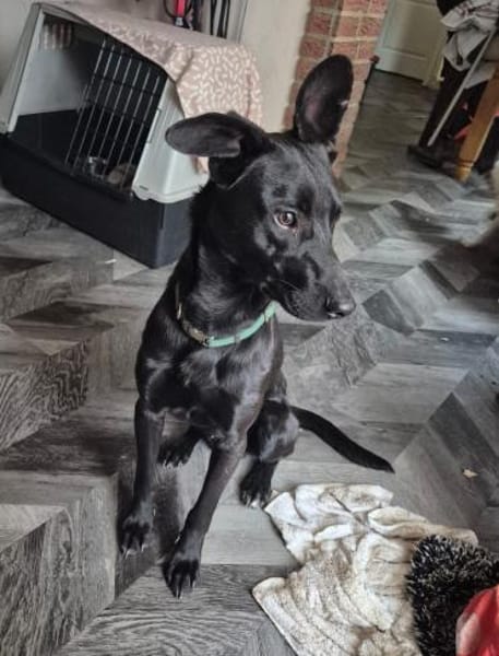 Verspielter Samu
