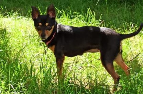 Polly - wartet im Canile Tortoli, IT
