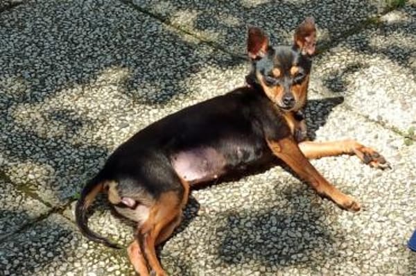 Polly - wartet im Canile Tortoli, IT