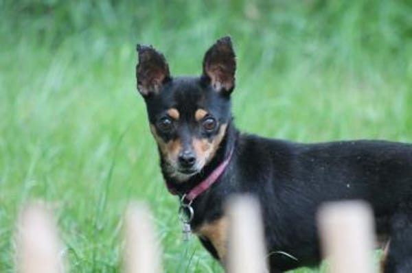 Polly - wartet im Canile Tortoli, IT
