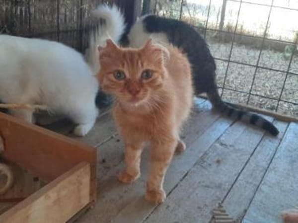 Moufasa, tapferer Kämpfer, ca. 1 Jahr