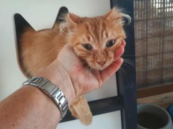 Moufasa, tapferer Kämpfer, ca. 1 Jahr