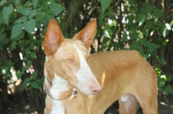Xenon - Bildschöner Podenco