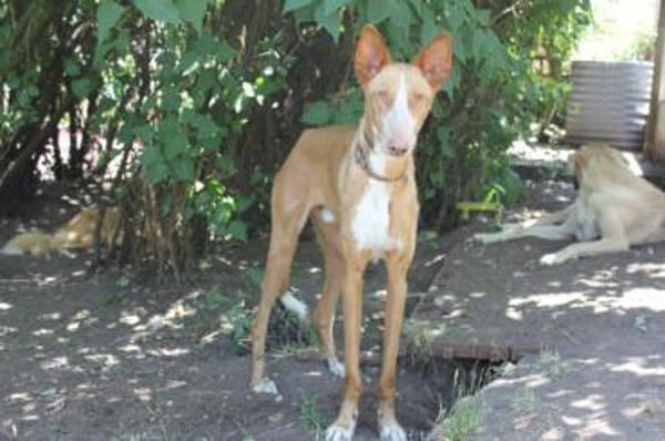 Xenon - Bildschöner Podenco
