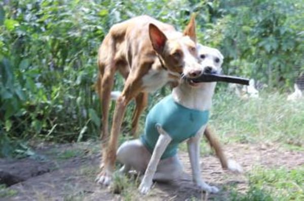 Xenon - Bildschöner Podenco