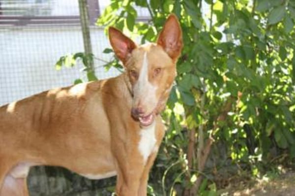 Xenon - Bildschöner Podenco